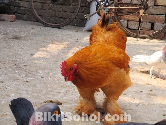 বাফ ব্রাহামা মোরগ